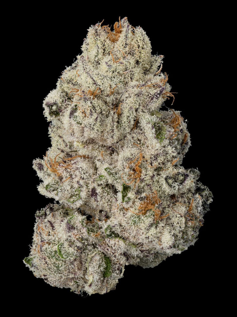 White Devil</br>(exotic)